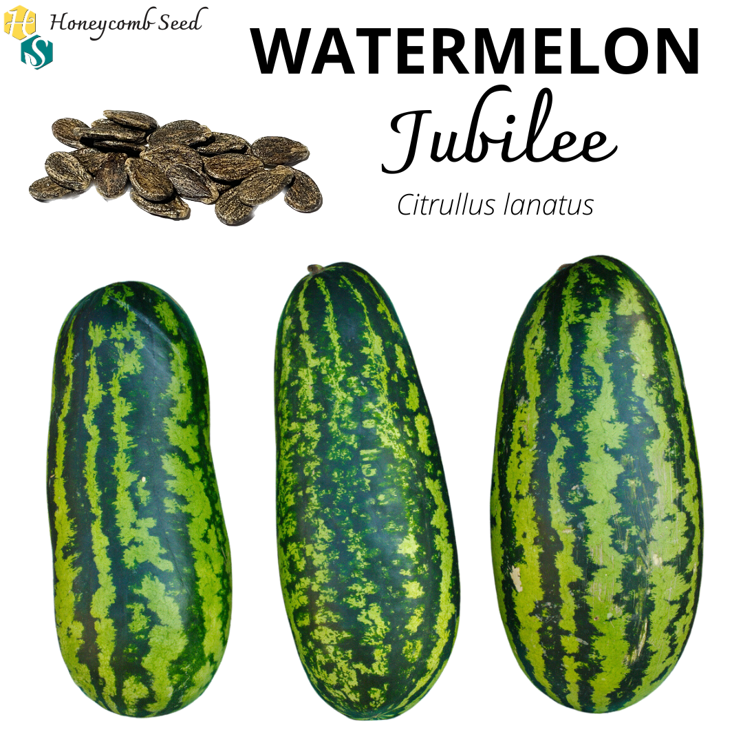planting jubilee watermelon seeds Watermelon Jubilee – Honeycomb Seed