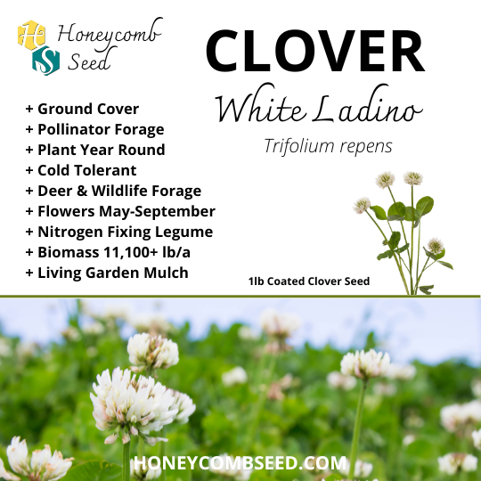 planting white clover seed Clover White Ladino – Honeycomb Seed