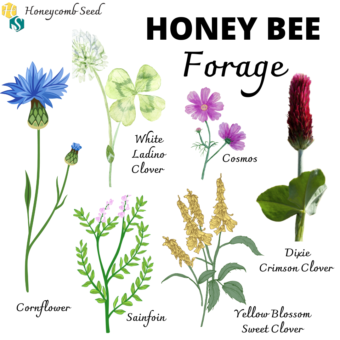 Bee Fodder Honey Bee All Season Forage Mix – Honeycomb Seed