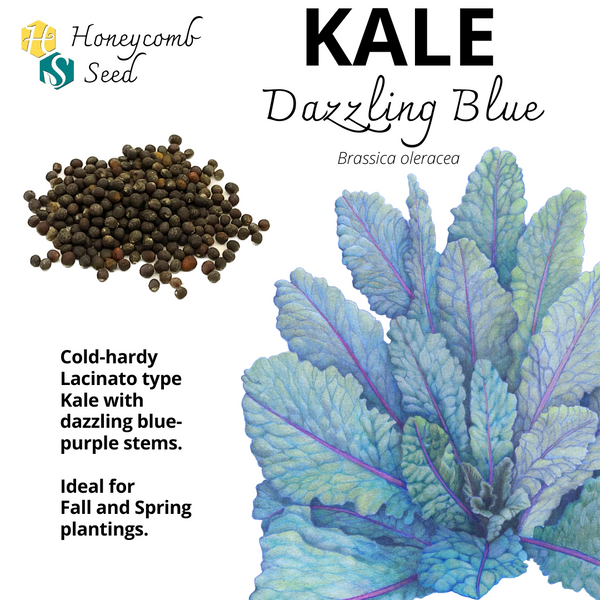 Kale Dazzling Blue