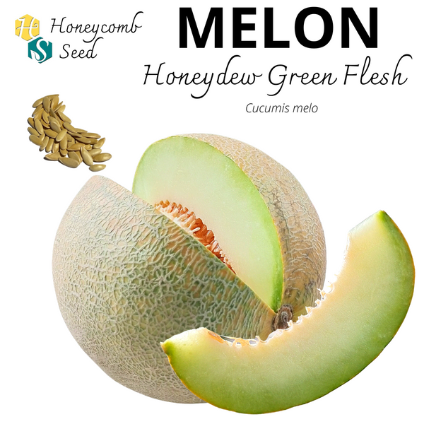 Melon Honeydew Green Flesh