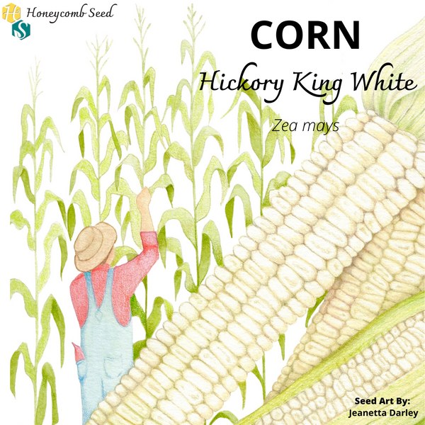 Corn Hickory King White