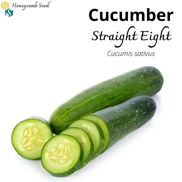 Cucumber Straight Eight