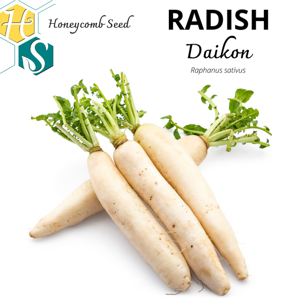 Radish Daikon – Honeycomb Seed - Main Image
